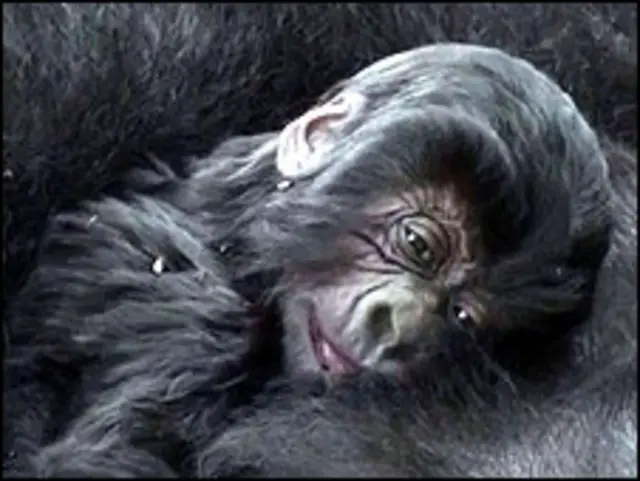 गोरिल्ला