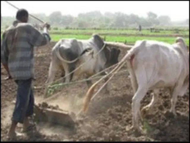 فلاح في جزيرة توتي 