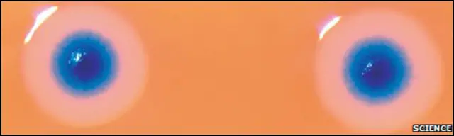 الخليتان الطبيعية والمصنعة