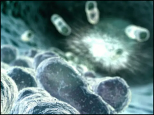 बैक्टीरिया