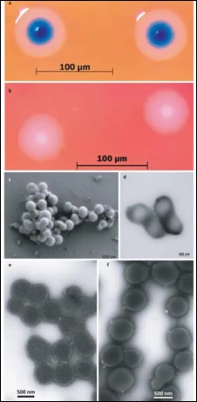 المايكوبلازما الأصلية والمصنعة