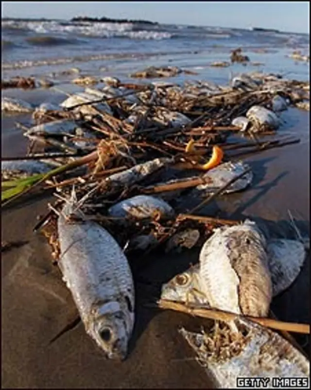 Peces muertos en el Golfo de México