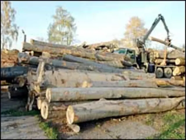 лісозаготівля у Закарпатті