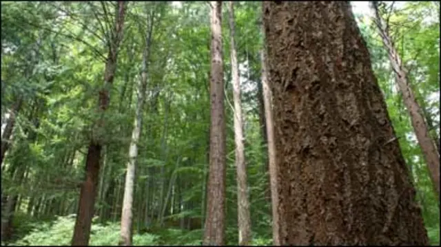 букові ліси Закарпаття