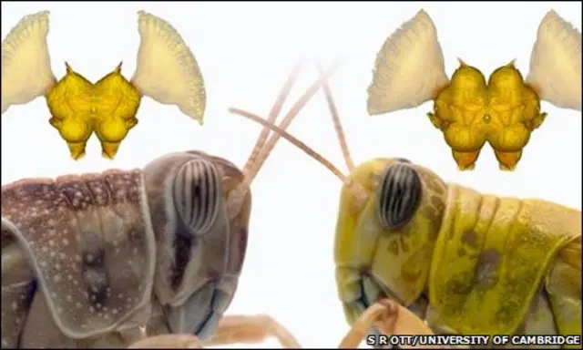 Langostas en estado solitario y gragario (S. Ott/Univ. Cambridge)