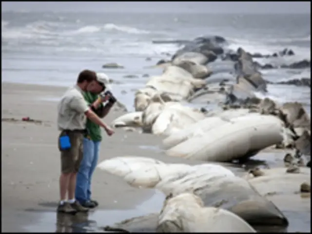 tumpahan minyak Teluk Meksiko