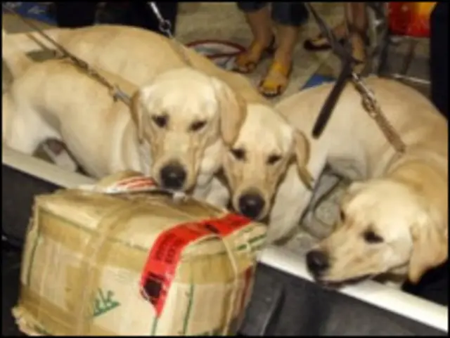 कुत्ते के झुंड के लिए हम पैक (pack) का प्रयोग करते हैं और रहने की जगह को kennel कहते हैं