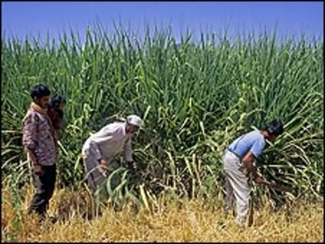 Campesinos en India cortando caña (Foto: cortesía de Science Photo Library).