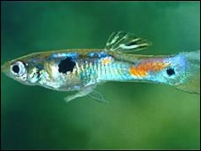 गप्पी मछली