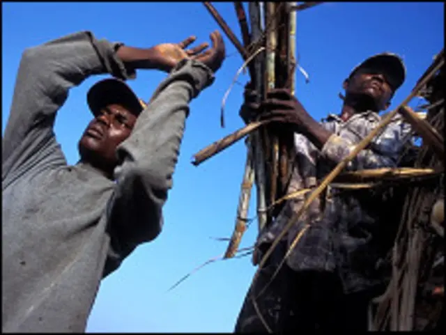Haitianos que trabajan en el corte de la caña