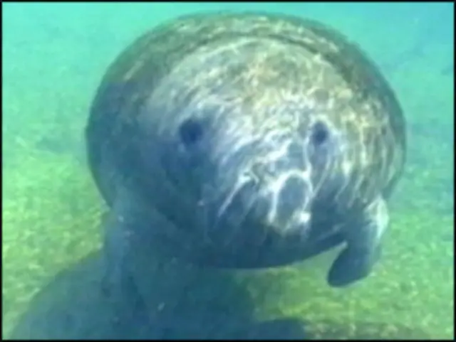 O peixe-boi foi muito menos estudado do que o chipanzé