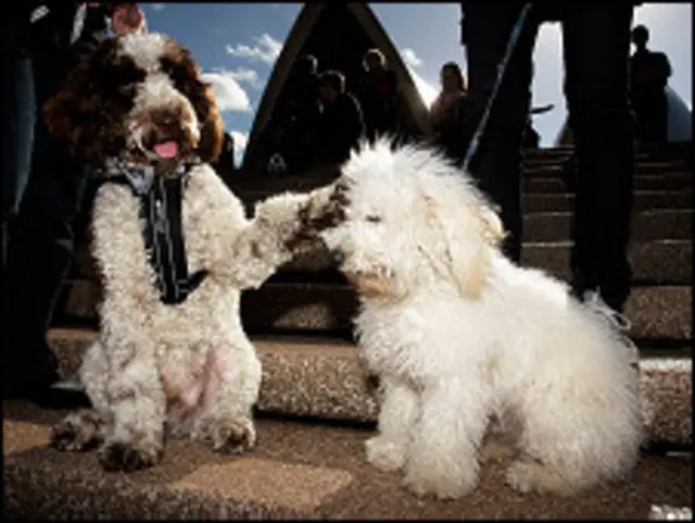 Konser anjing di Sydney