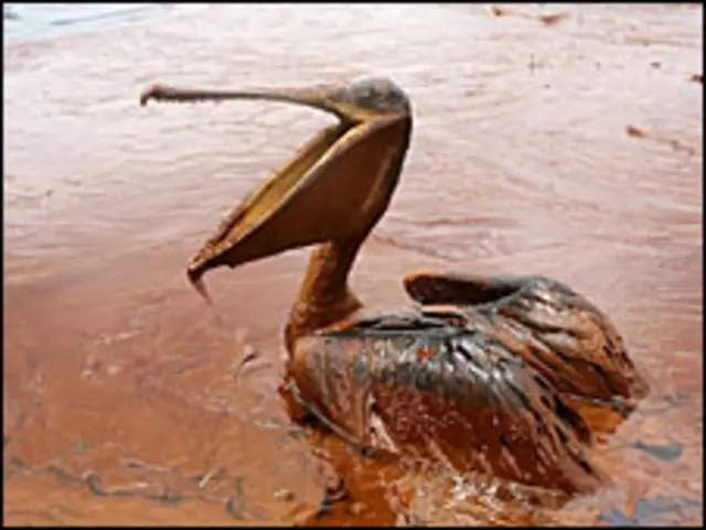 Banyak fauna menjadi korban tumpahan minyak di Teluk Meksiko