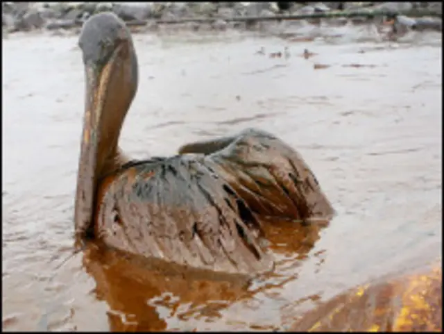 Satwa liar Teluk Meksiko