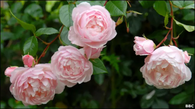 फूल, गुलाब