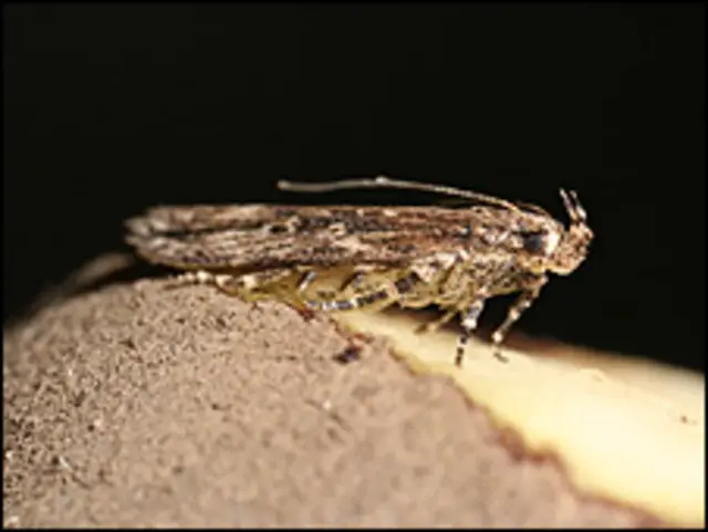 Polilla guatemalteca