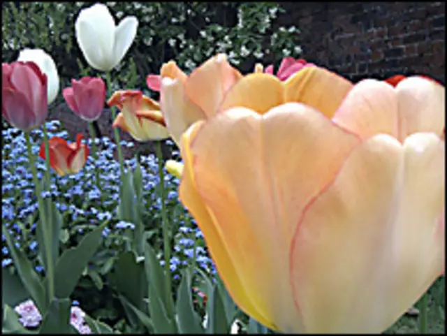 Imagen de flores en Londres
