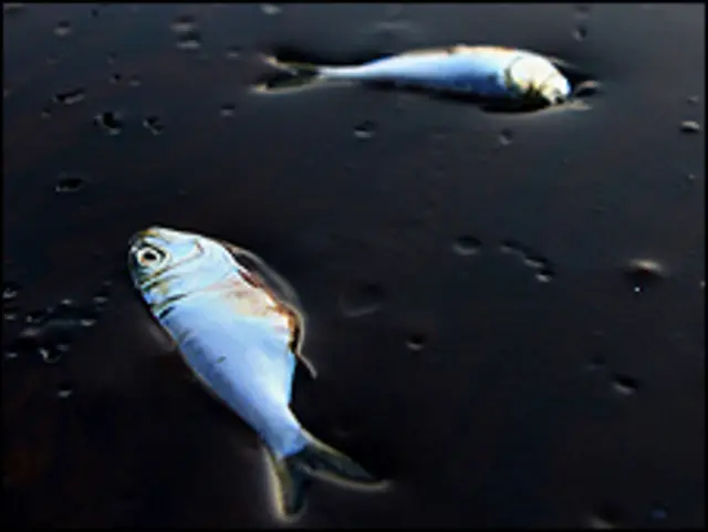 سمندر میں مرنے والی مچھلیاں