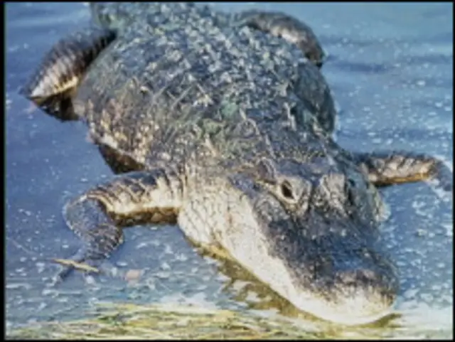 تمساح - عکس آرشیوی 