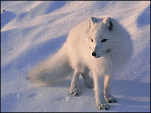Zorro ártico en la nieve
