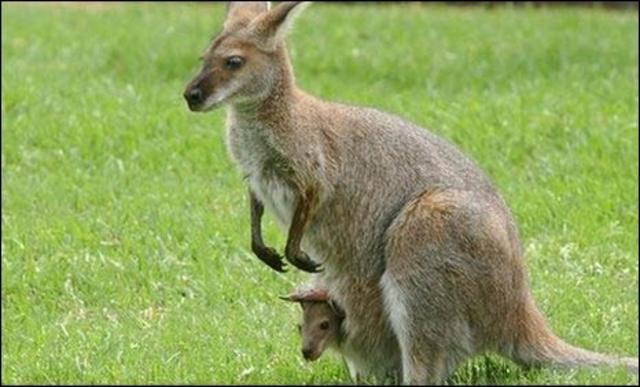 Qué discount significa marsupio