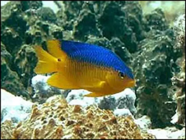 Además de limpiar el terreno, algunos peces ahuyentan a los animales que se acercan. 