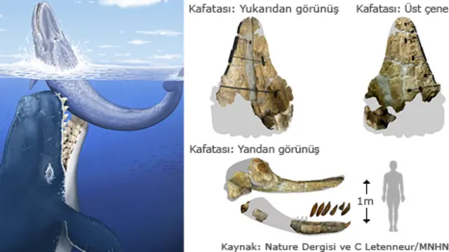 Dev balinanın temsili resmi