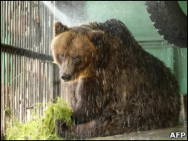 Медведь по струей воды