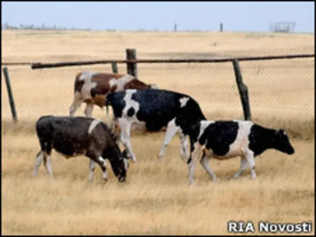 Коровы на выжженной траве