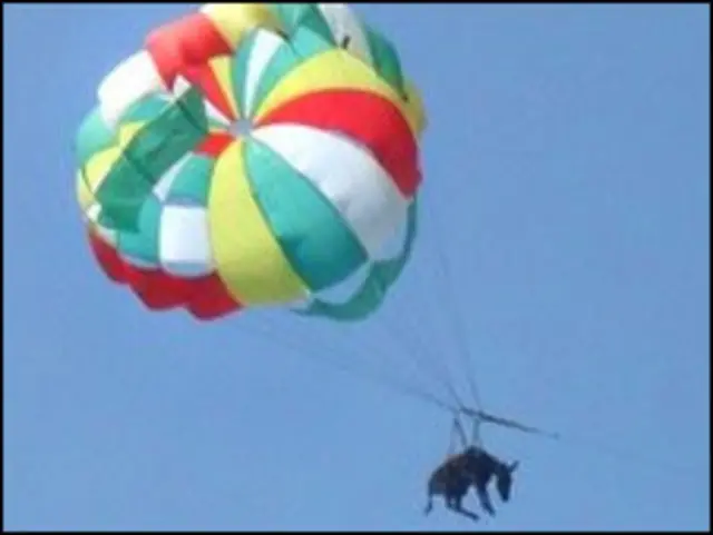 पैराशूट से लटकाया गया गधा