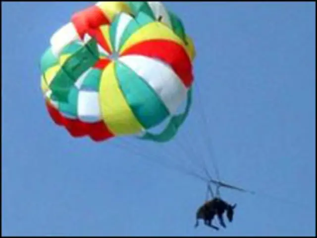 پراشوټ کې راغورځول شوی خر