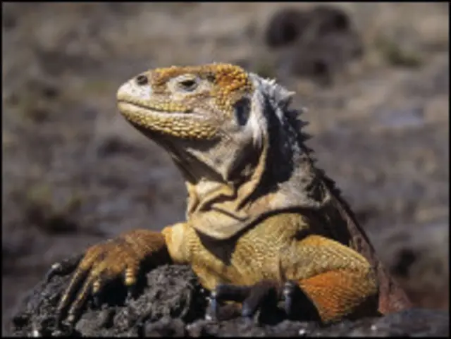 Игуана на Галапагосских островах