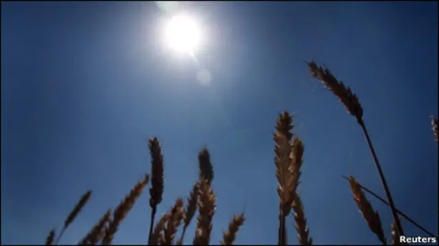 Пшеница под солнцем