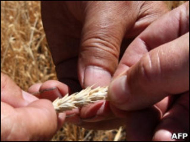 Пшеница в руках рабочего