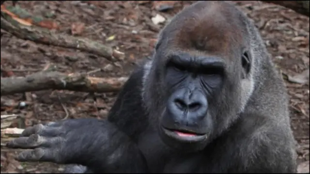 गोरिल्ला