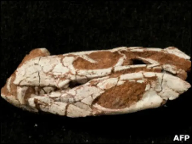 Чеерп рептилии