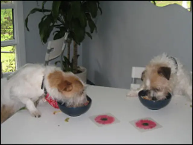 Cachorros comem no restaurante Chew Chew