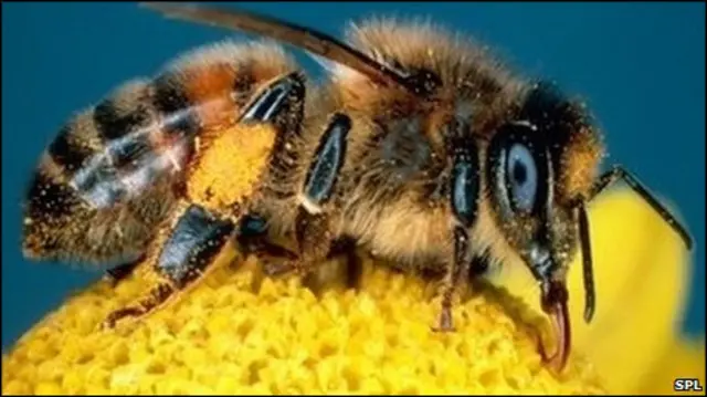 मधुमक्खी