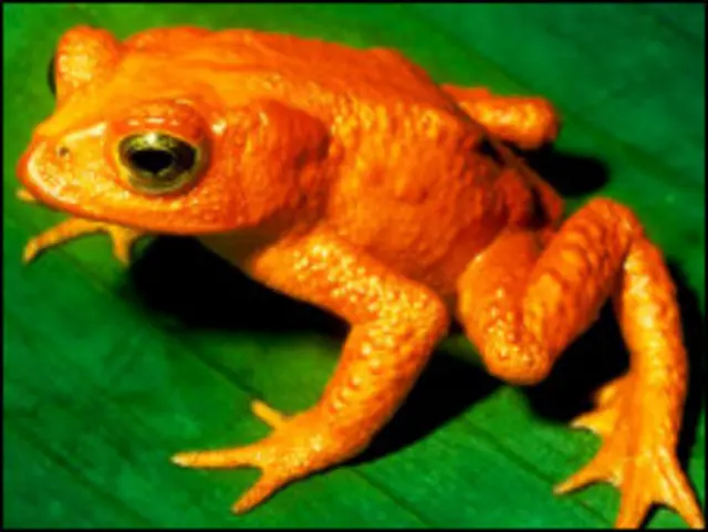 ‘जल-थलचर’ जानवर 