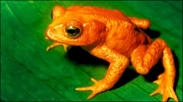 Katak emas Kosta Rika punah dengan cepat dalam waktu kurang dari setahun