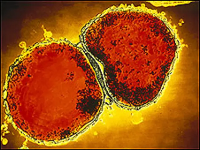 बैक्टीरिया 