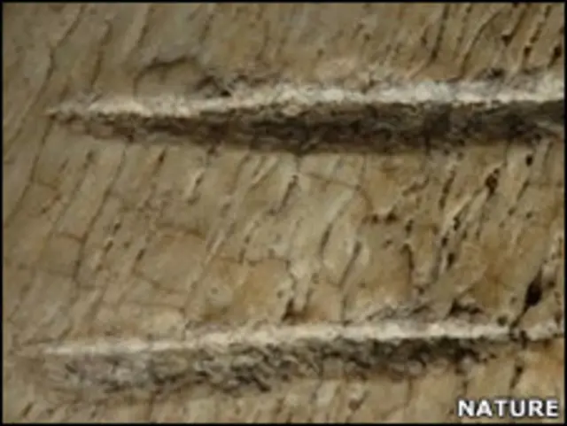 Окаменелости