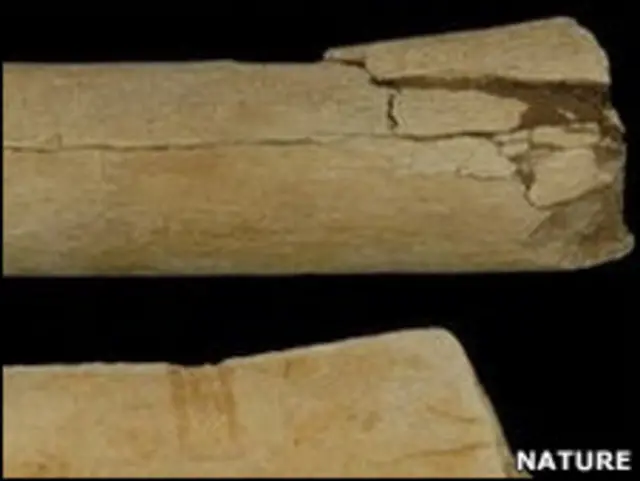 Кости с царапинами