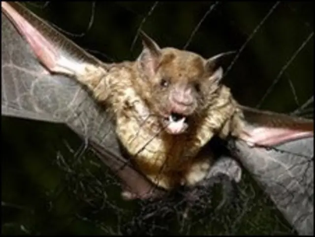Kelelawar vampir mengincar darah mamalia yang terlelap