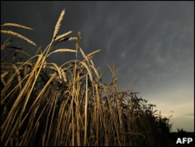 Пшеница в России