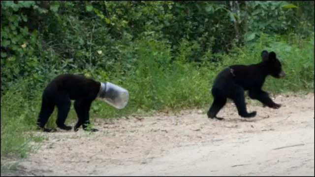 Filhote de urso com pote na cabeça ao lado de irmão em Weirsdale (foto: FWC)