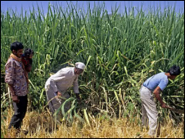 भारतीय किसान