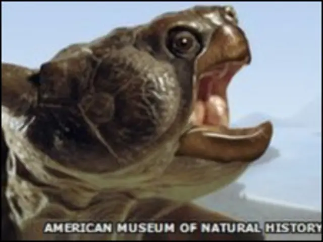 विशालकाय कछुआ