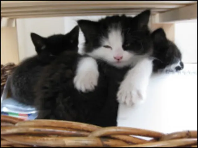 گربه ایرانی