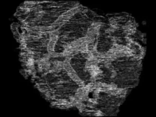 کانال های داخلی فسیل های "اسفنجی" - عکس از سیتو استودیو